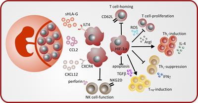 Myeloid-Derived Suppressor Cells in Pregnancy and the Neonatal Period